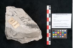 Foto (Objekt + Etikett) von Calamites sp.  (NHMW-GEO-2024-0188-11010)